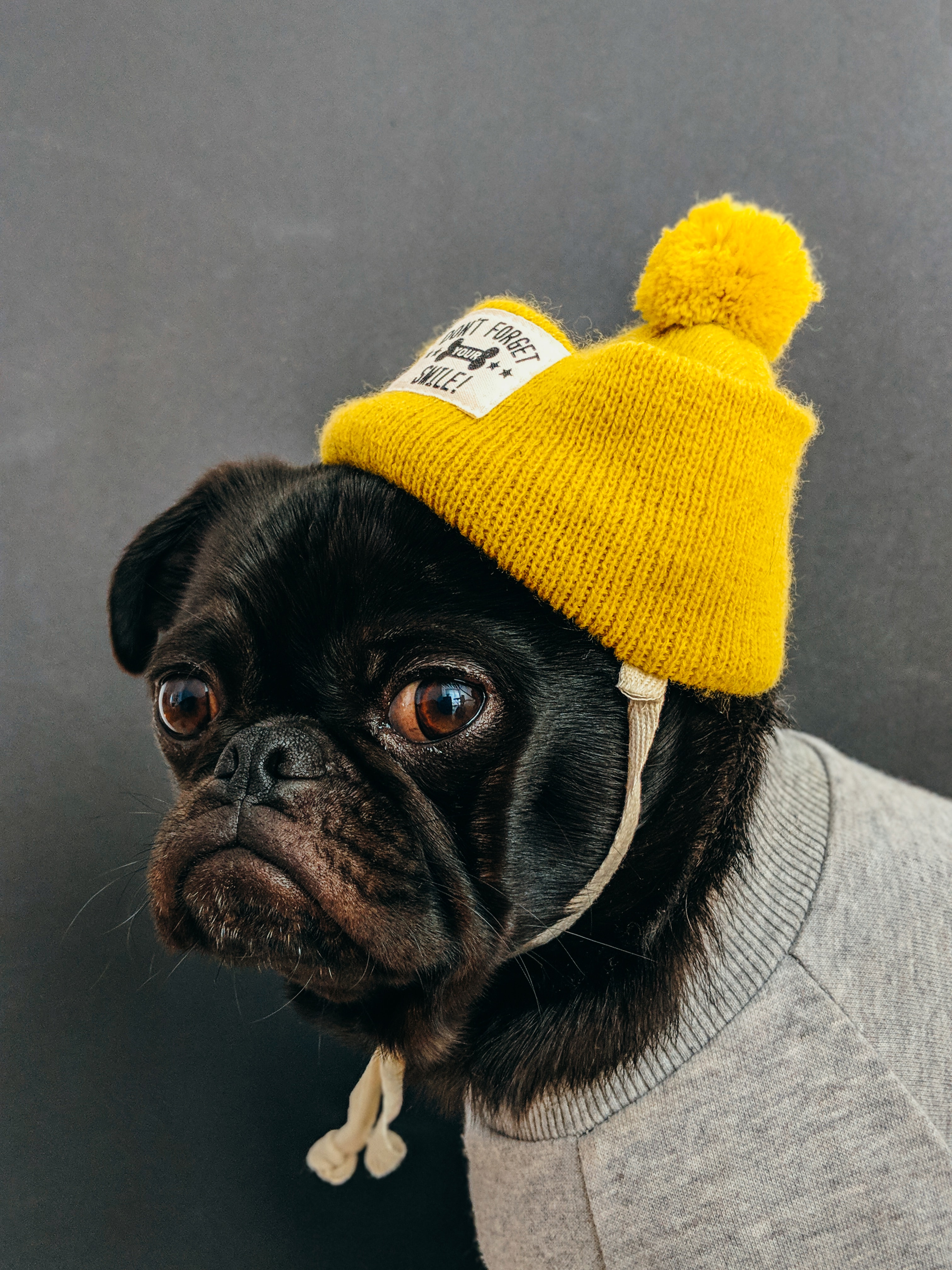 Dog Wearing Yoga Hat