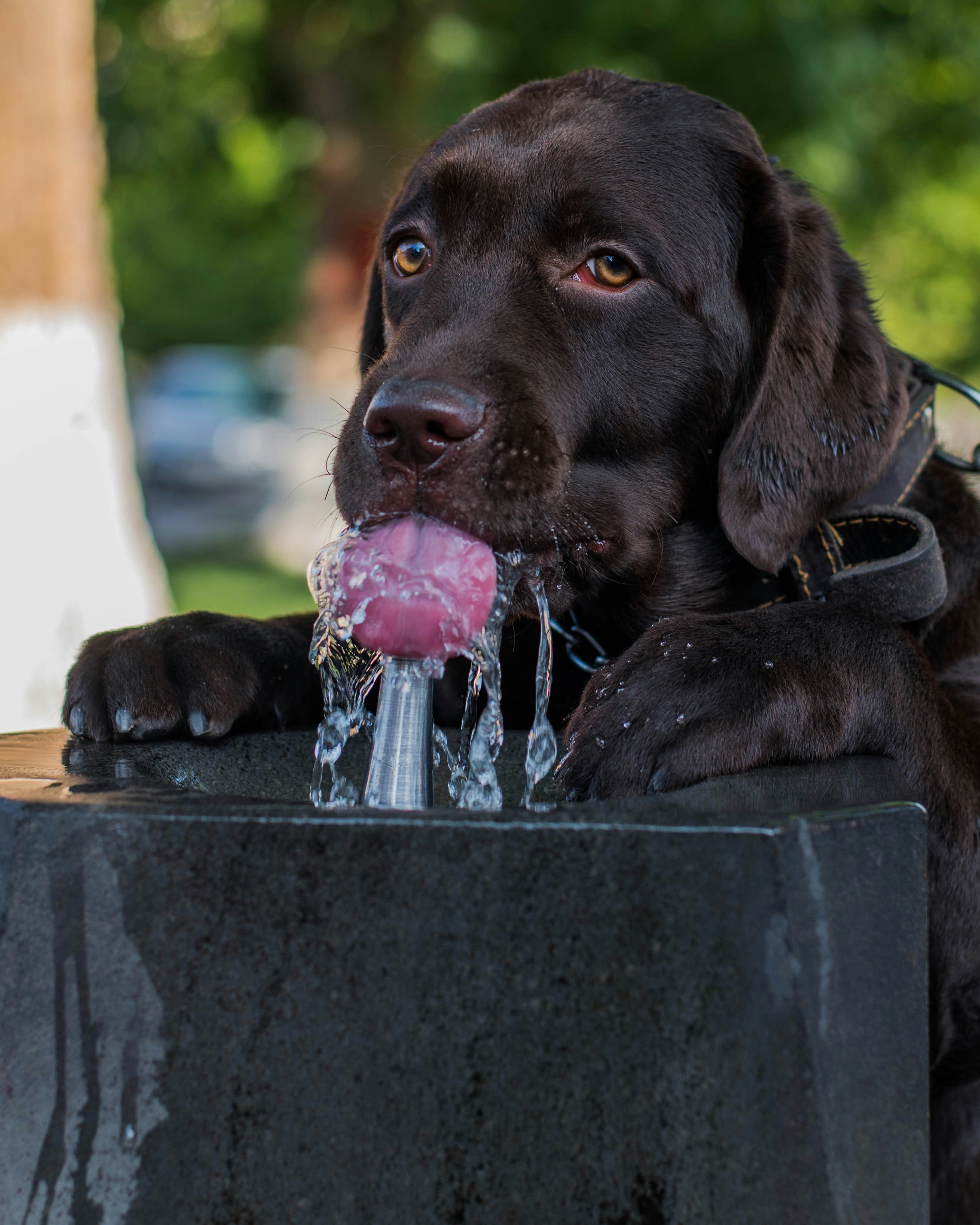 Labrador dog drinking water