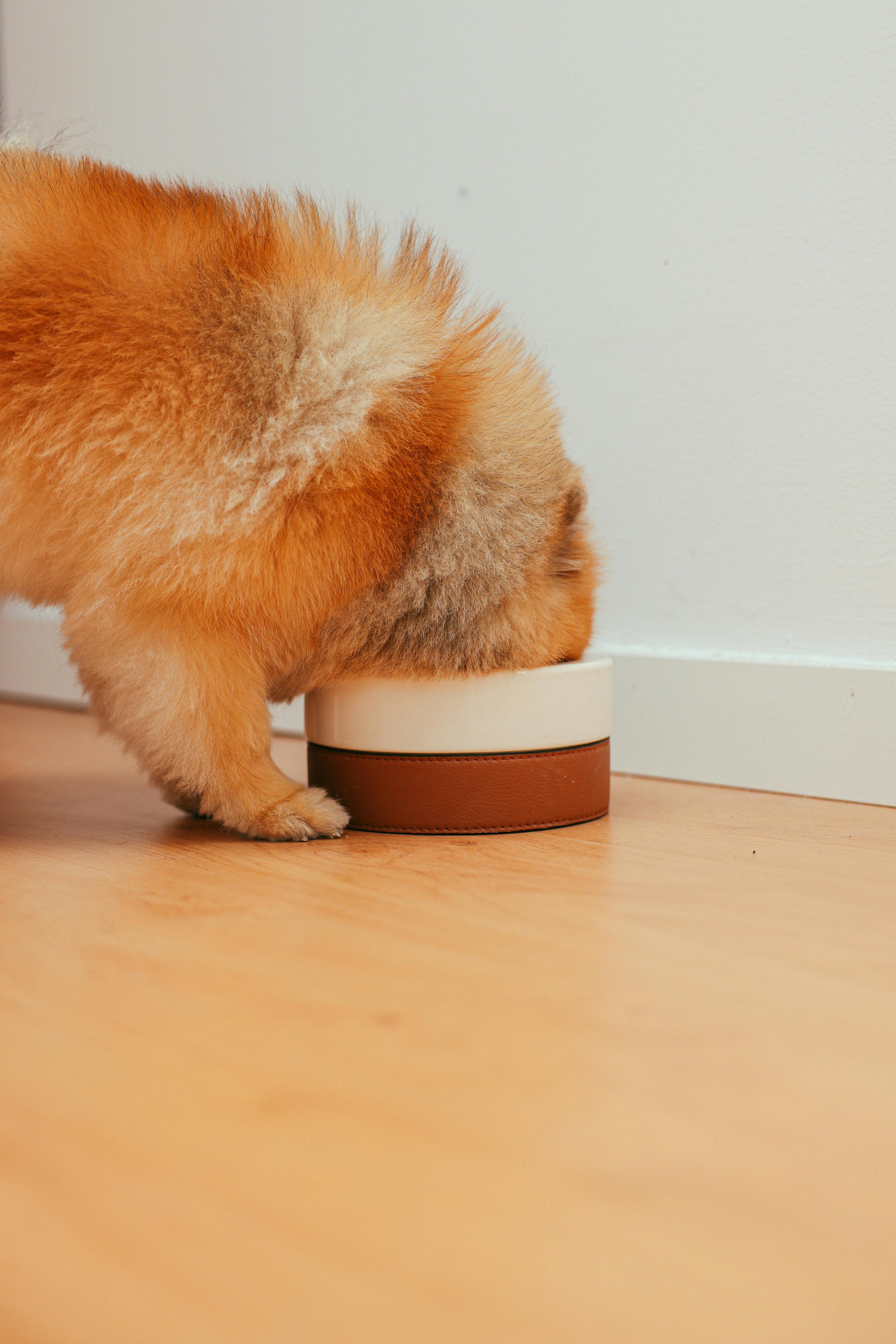 Pomeranian eating, head in bowl