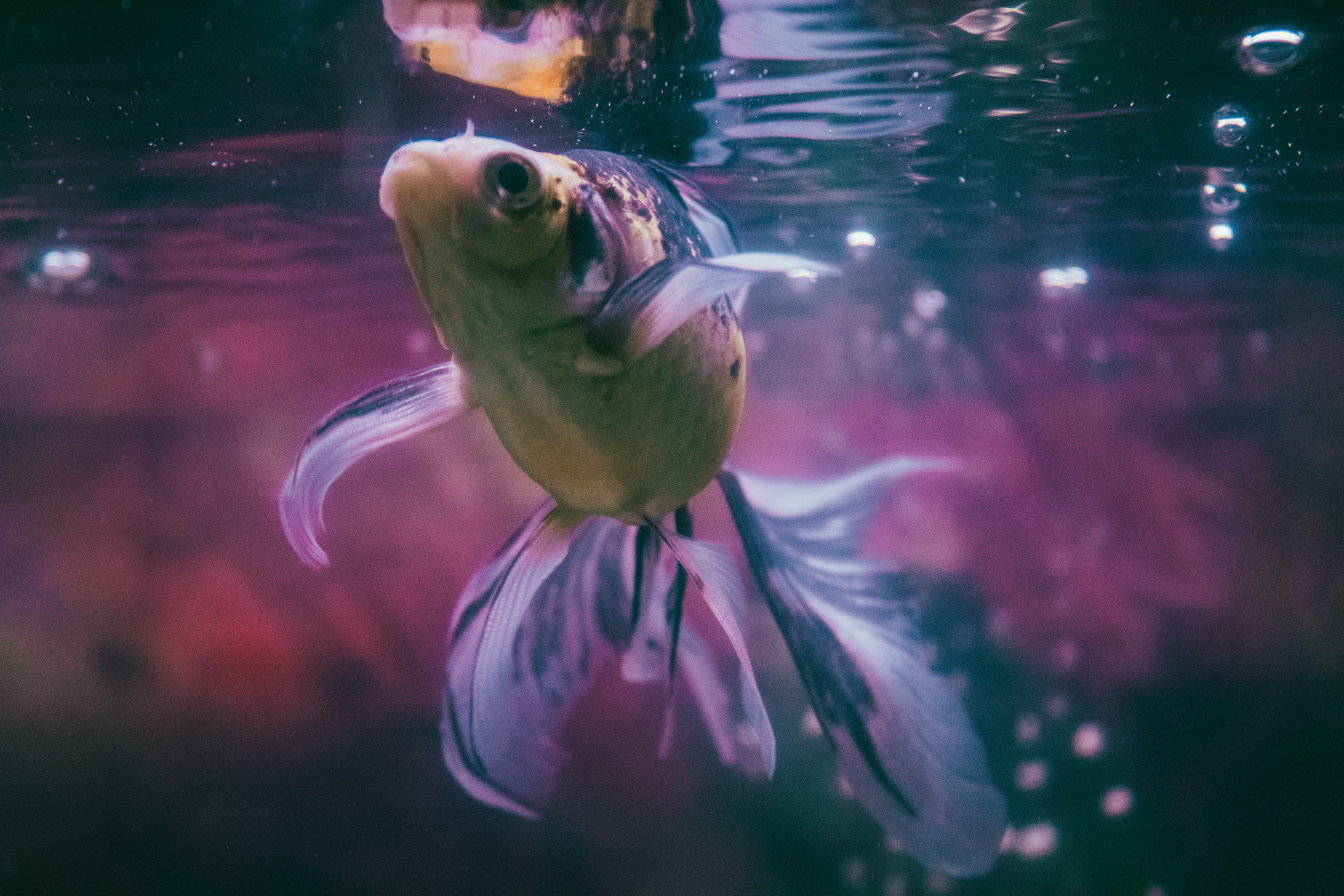 Fish swimming underwater