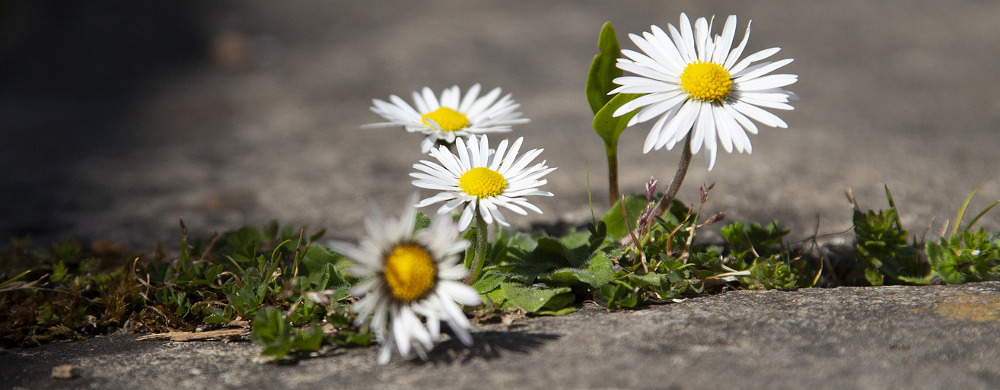 Daisies Growing In Crack In The Pavement