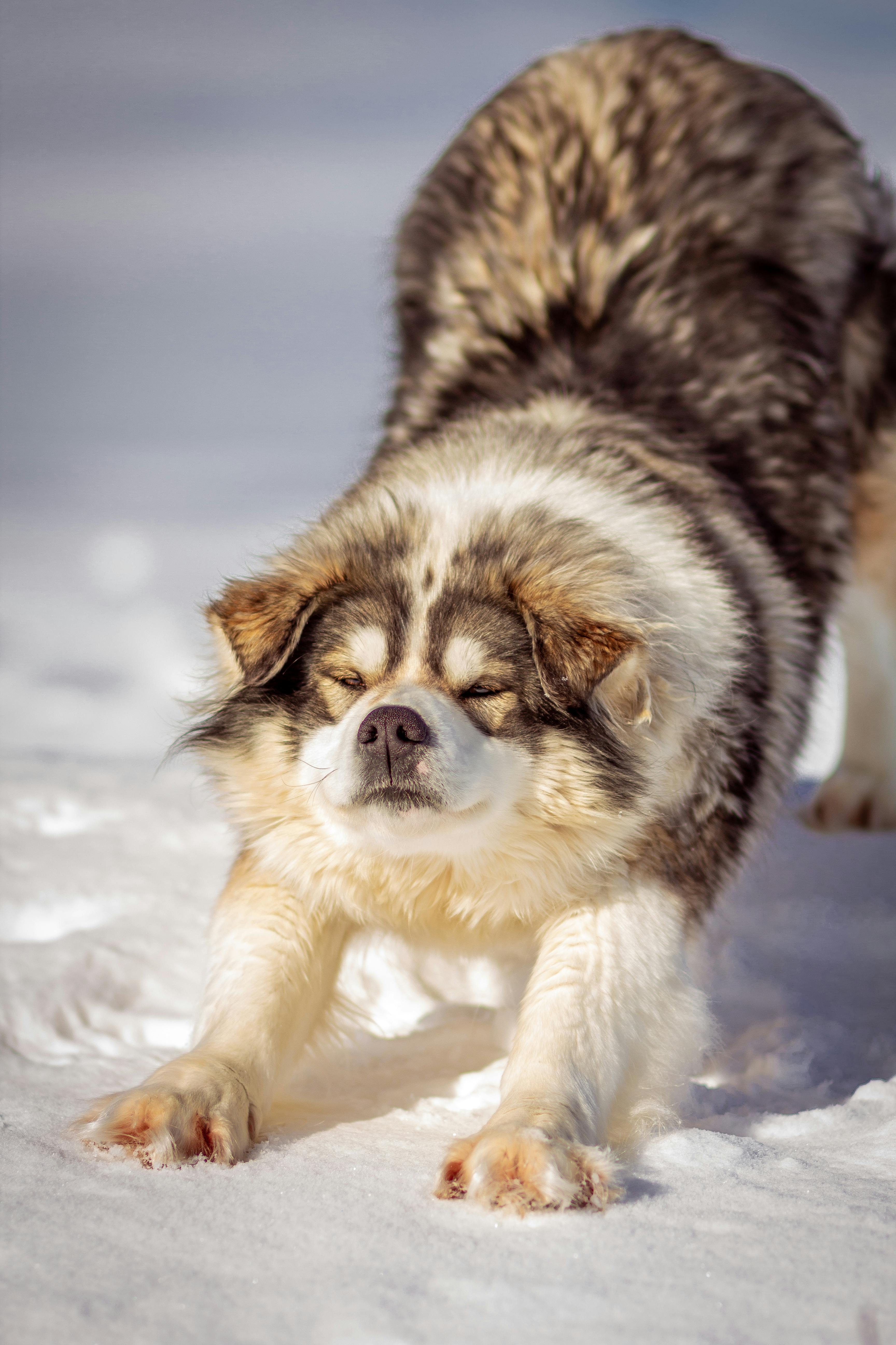 dog