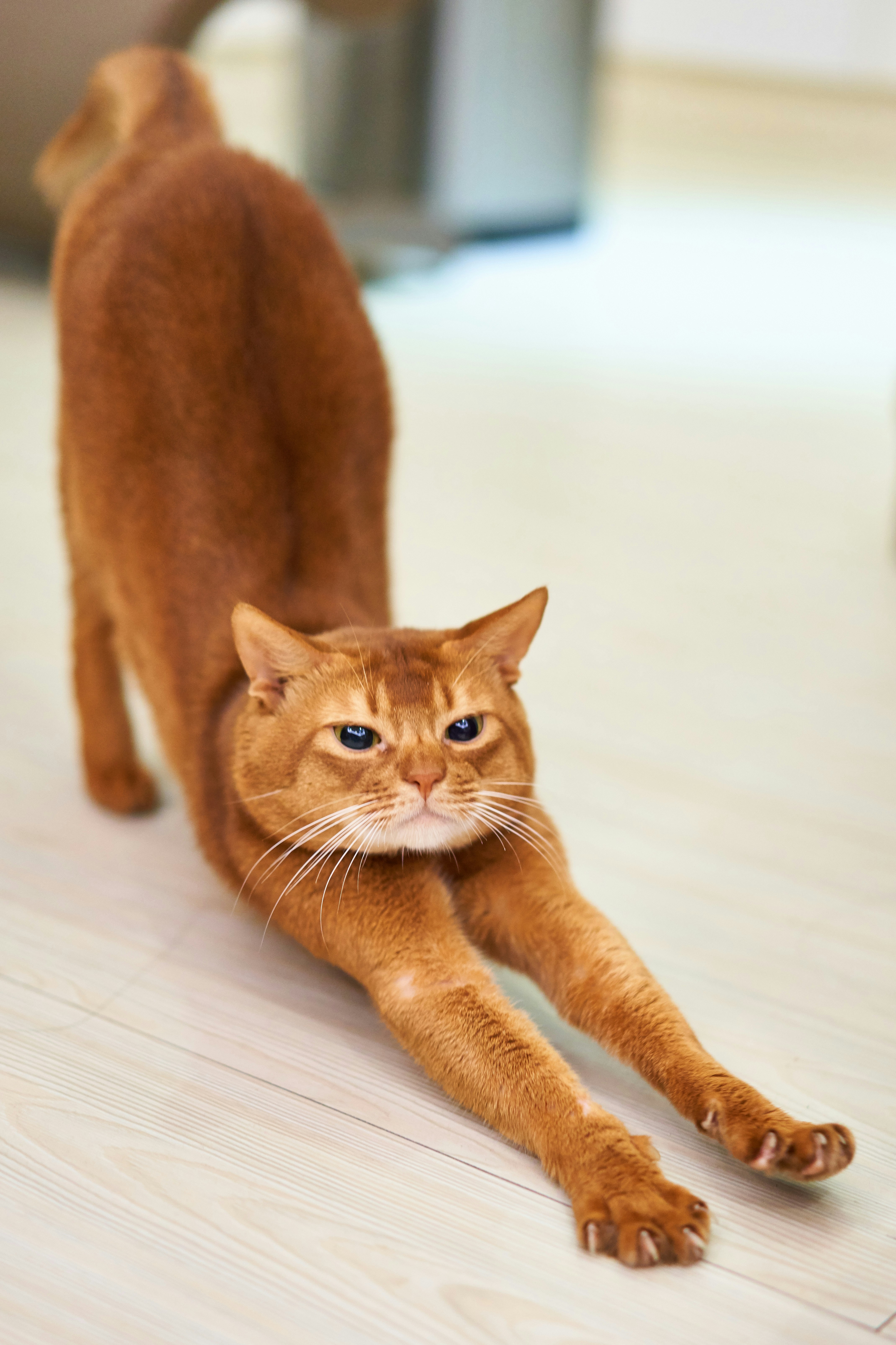 Orange cat stretching