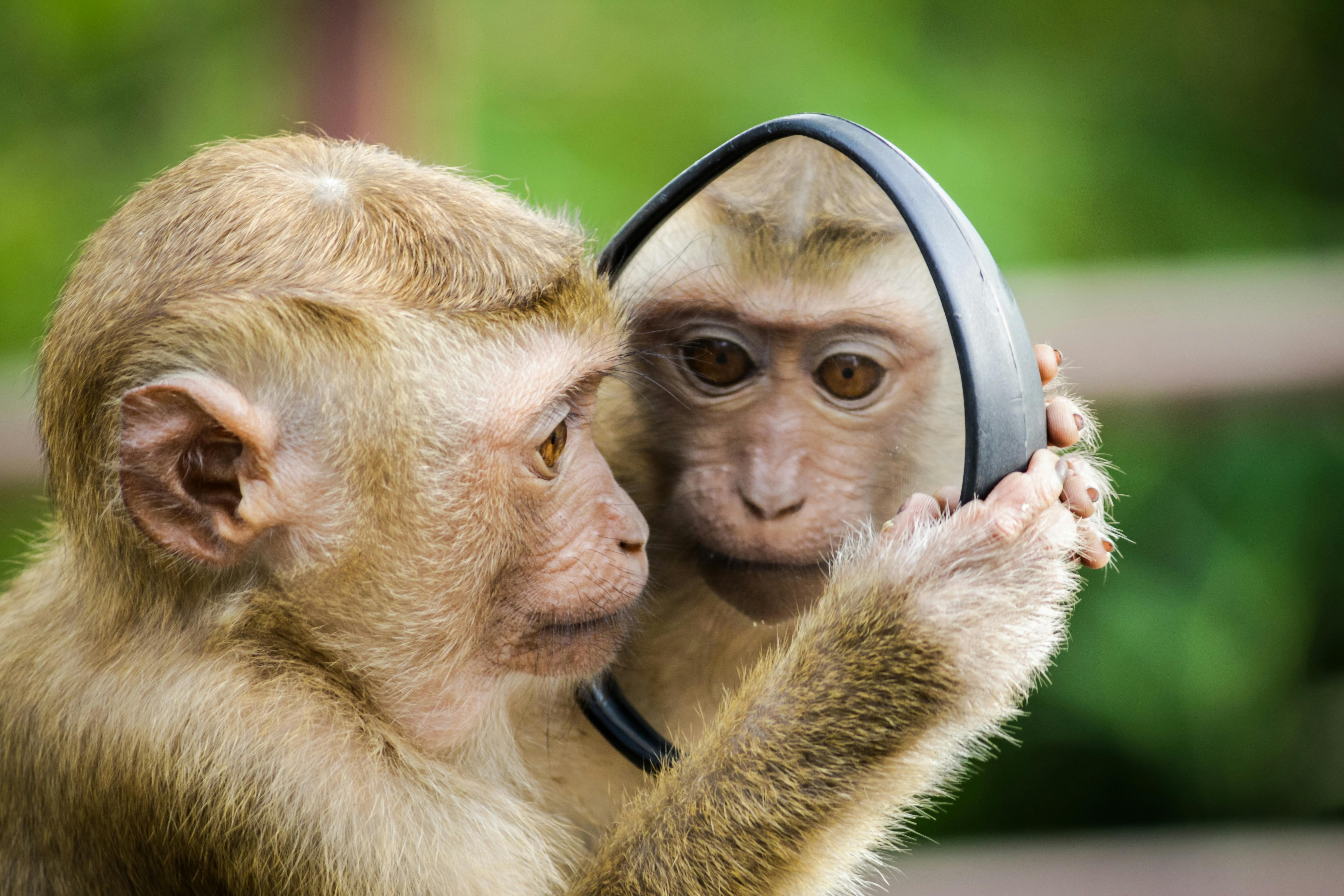 Monkey at the mirror