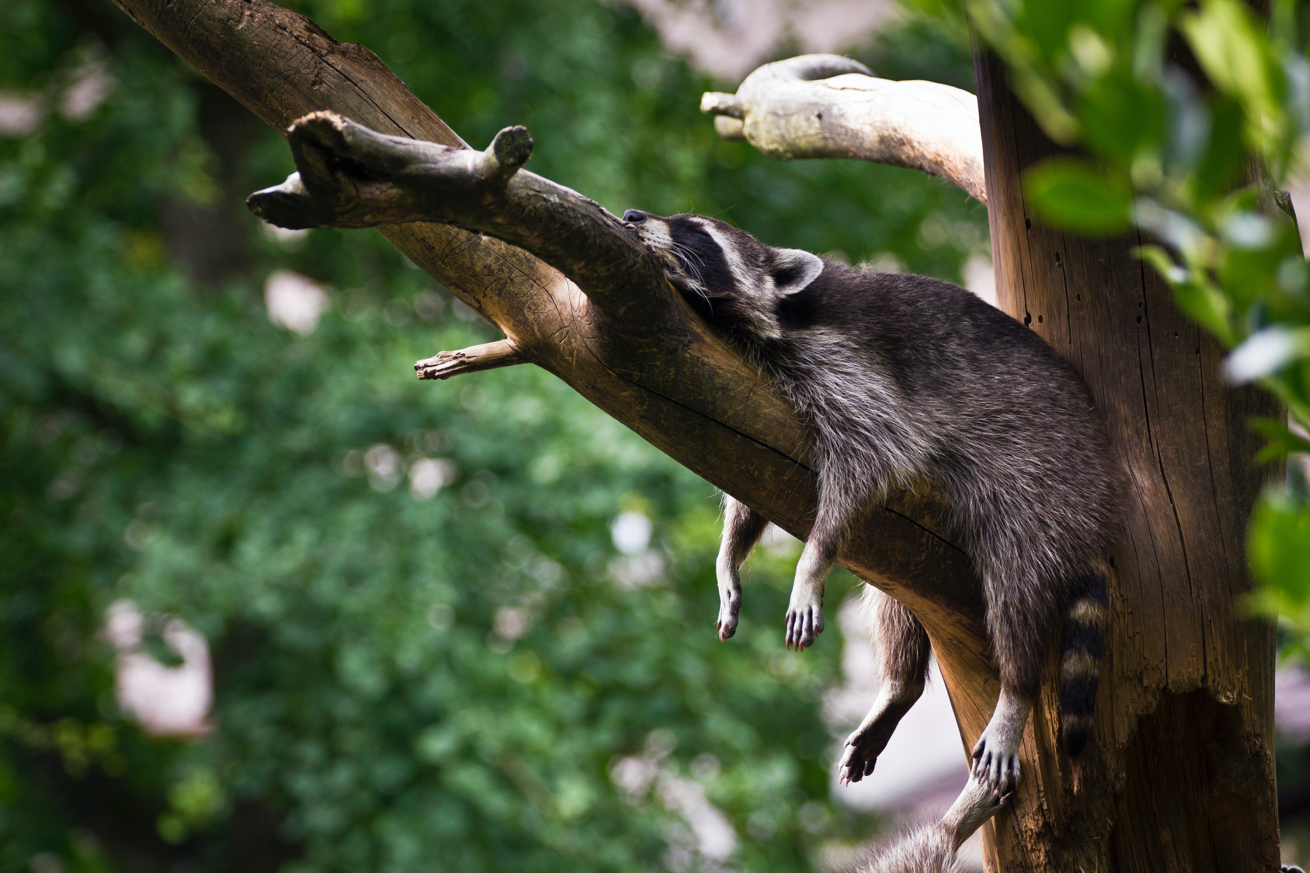 Raccoon sleeping in tree